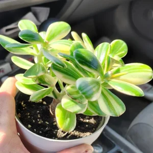 Variegated Jade Plant Live - Crassula Ovata Succulent - 4 Inch Tall in 3.5 Inch Pot - Indoor Houseplant - Image 4