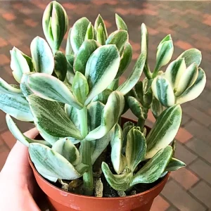 Variegated Jade Plant Live - Crassula Ovata Succulent - 4 Inch Tall in 3.5 Inch Pot - Indoor Houseplant - Image 5