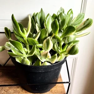 Variegated Jade Plant Live - Crassula Ovata Succulent - 4 Inch Tall in 3.5 Inch Pot - Indoor Houseplant - Image 6