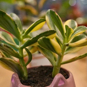 Variegated Jade Plant Live - Crassula Ovata Succulent - 4 Inch Tall in 3.5 Inch Pot - Indoor Houseplant - Image 7