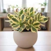 Variegated Jade Plant Live - Crassula Ovata Succulent - 4 Inch Tall in 3.5 Inch Pot - Indoor Houseplant - Image 1