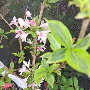 Variegated Weigela Live Plant – 12-18