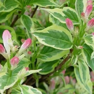 Variegated Weigela Live Plant – 12-18