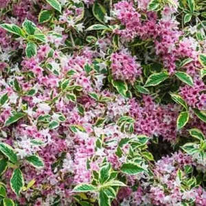 Variegated Weigela Live Plant – 12-18