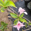Variegated Weigela Live Plant – 12-18" Tall – Quart Pot – Outdoor Shrub - Image 1