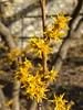 Vernal Witch Hazel Live Plant – 3.5 inch Pot – 6-12 inches Tall – Outdoor Shrub - Image 2