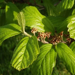 Vernal Witch Hazel Live Plant – 3.5 inch Pot – 6-12 inches Tall – Outdoor Shrub - Image 3