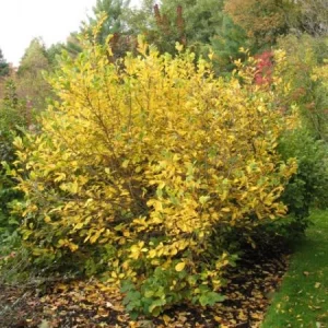 Vernal Witch Hazel Live Plant – 3.5 inch Pot – 6-12 inches Tall – Outdoor Shrub - Image 4