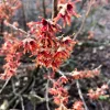 Vernal Witch Hazel Live Plant – 3.5 inch Pot – 6-12 inches Tall – Outdoor Shrub - Image 1