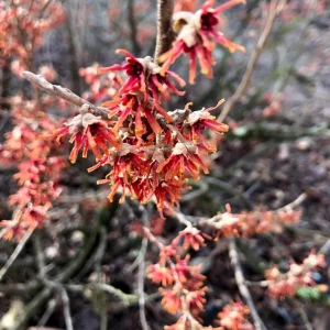 Vernal Witch Hazel Live Plant – 3.5 inch Pot – 6-12 inches Tall – Outdoor Shrub - Image 1