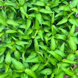 Vietnamese Coriander Live Plant - 2.5 inch Pot - Edible Herb - Image 2
