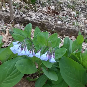 Virginia Bluebells Bareroot - 5 Pack Mertensia virginica Wildflowers - Image 7