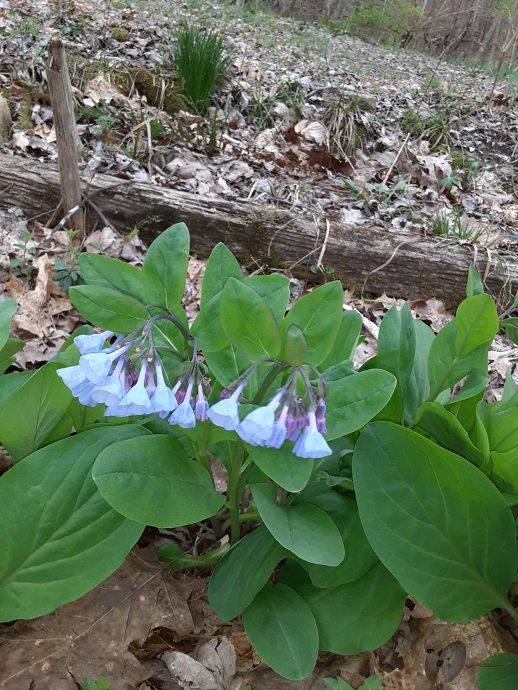 Virginia Bluebells Bareroot - 5 Pack Mertensia virginica Wildflowers - Image 7