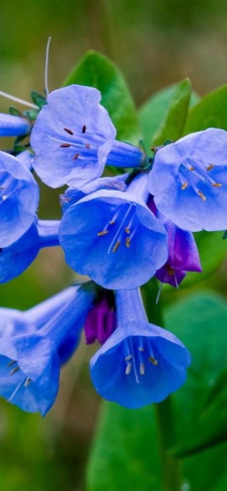 Virginia Bluebells Bareroot - 5 Pack Mertensia virginica Wildflowers - Image 8