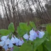 Virginia Bluebells Bareroot - 5 Pack Mertensia virginica Wildflowers - Image 1
