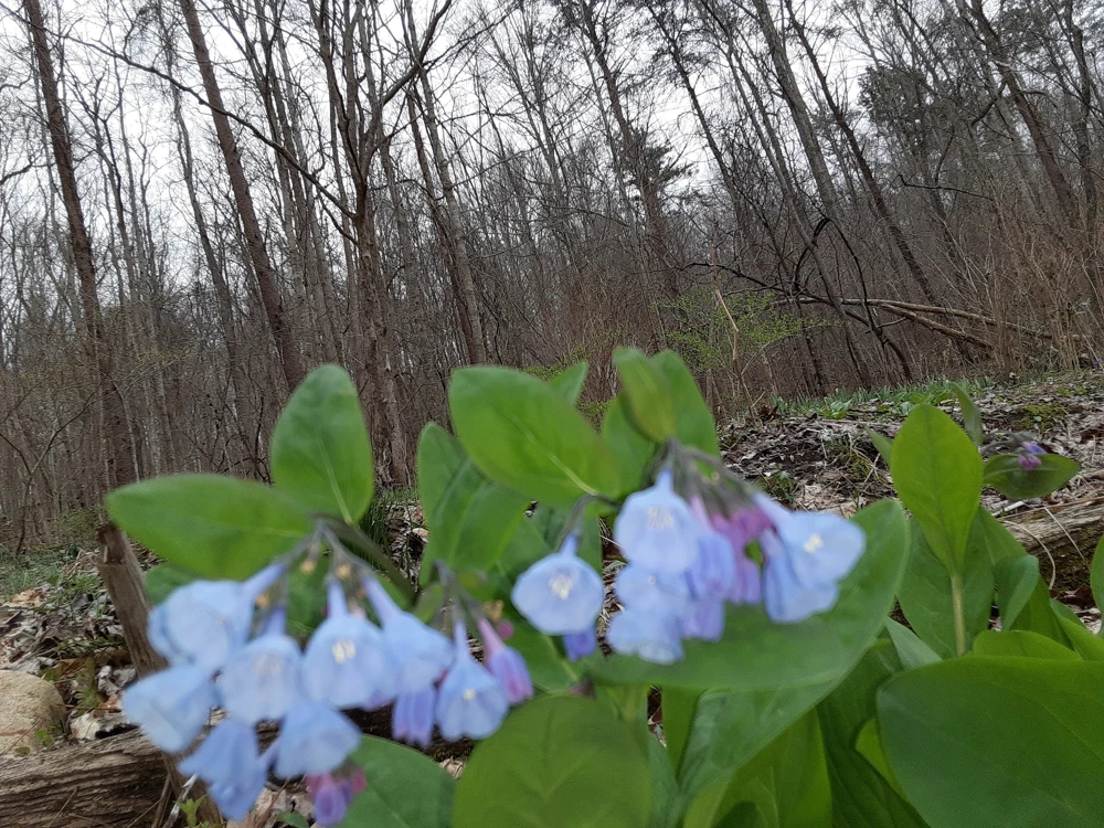 Virginia Bluebells Bareroot - 5 Pack Mertensia virginica Wildflowers - Image 1