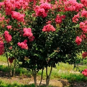 Watermelon Red Crape Myrtle Shrub 2-3' Live Plant - Lagerstroemia Indica - Image 2