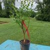 Watermelon Red Crape Myrtle Shrub 2-3' Live Plant - Lagerstroemia Indica - Image 1