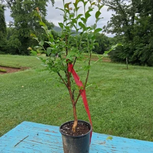 Watermelon Red Crape Myrtle Shrub 2-3' Live Plant - Lagerstroemia Indica - Image 1