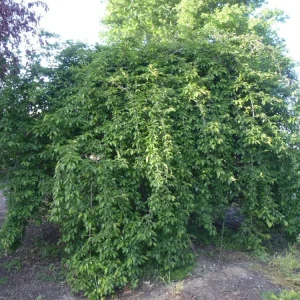 Weeping Yoshino Cherry - (1) Tree - 2.5" Pot - 6 - 10" Tall - Image 2