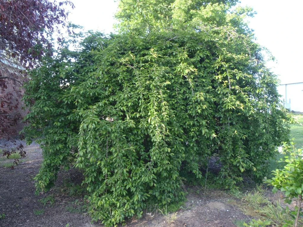 Weeping Yoshino Cherry - (1) Tree - 2.5" Pot - 6 - 10" Tall - Image 2