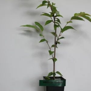 Weeping Yoshino Cherry - (1) Tree - 2.5