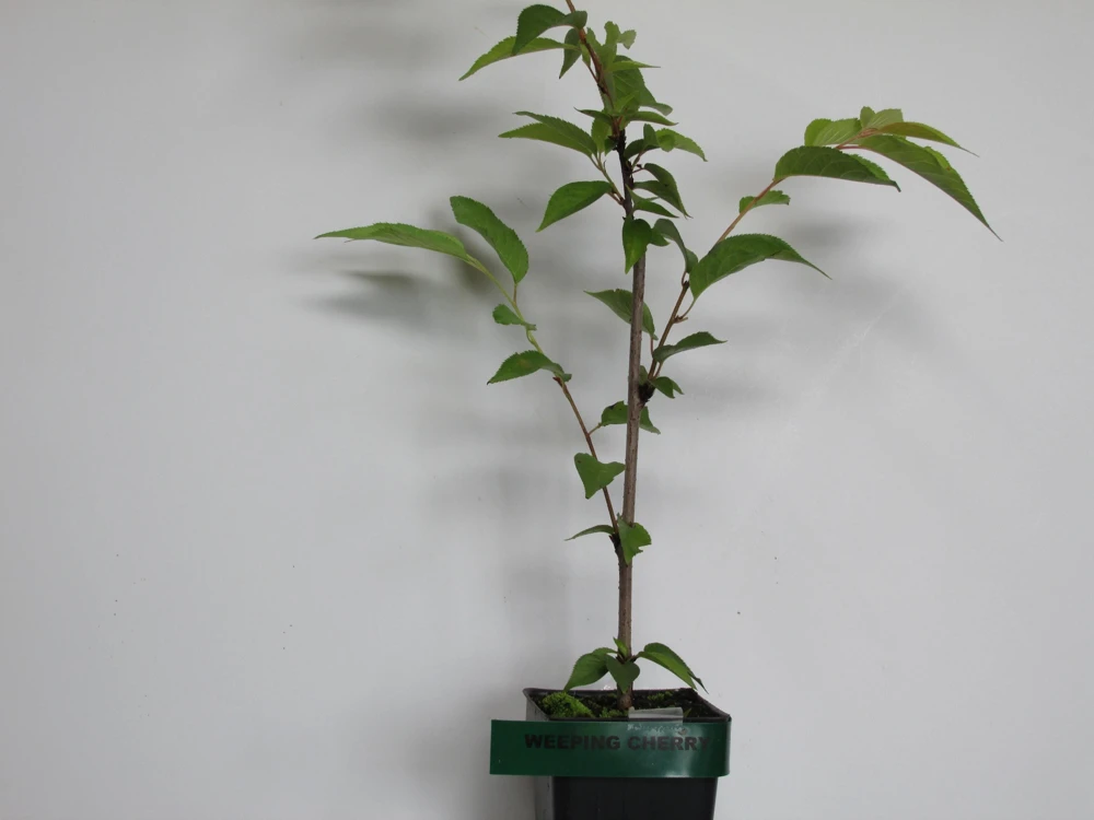 Weeping Yoshino Cherry - (1) Tree - 2.5" Pot - 6 - 10" Tall - Image 3