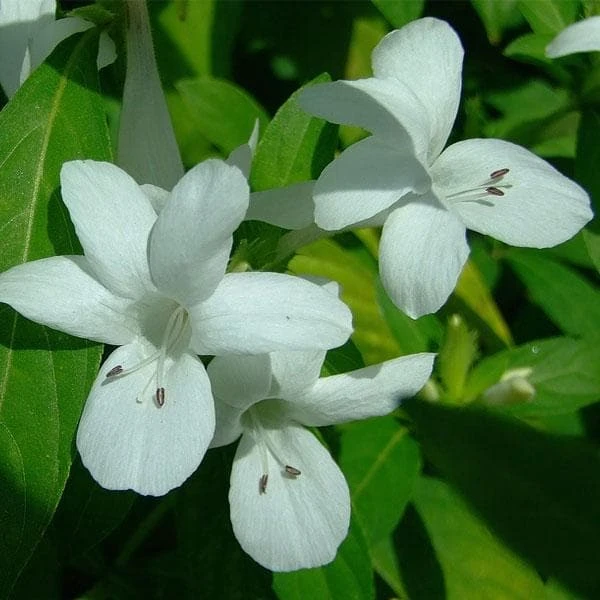 White Barleria Live Plant – 4 inch Pot – Evergreen Shrub – Indoor/Outdoor - Image 2
