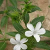 White Barleria Live Plant – 4 inch Pot – Evergreen Shrub – Indoor/Outdoor - Image 1