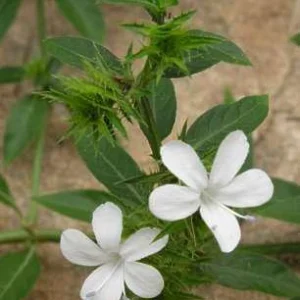 White Barleria Live Plant – 4 inch Pot – Evergreen Shrub – Indoor/Outdoor - Image 1