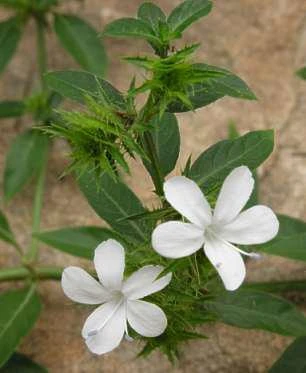 White Barleria Live Plant – 4 inch Pot – Evergreen Shrub – Indoor/Outdoor - Image 1