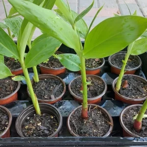 White Butterfly Ginger Lily Live Plant - Hedychium Coronarium - Fragrant - Image 2