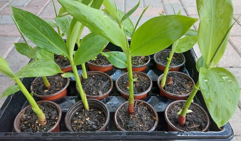 White Butterfly Ginger Lily Live Plant - Hedychium Coronarium - Fragrant - Image 2