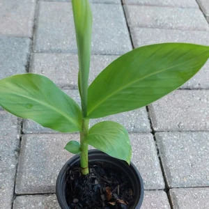 White Butterfly Ginger Lily Live Plant - Hedychium Coronarium - Fragrant - Image 3