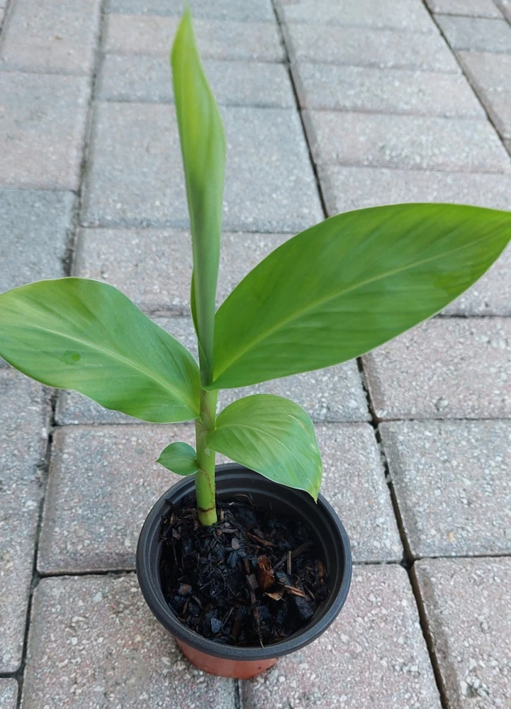 White Butterfly Ginger Lily Live Plant - Hedychium Coronarium - Fragrant - Image 3