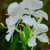 White Butterfly Ginger Lily Live Plant - Hedychium Coronarium - Fragrant - Image 1