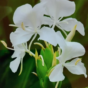 White Butterfly Ginger Lily Live Plant - Hedychium Coronarium - Fragrant - Image 1