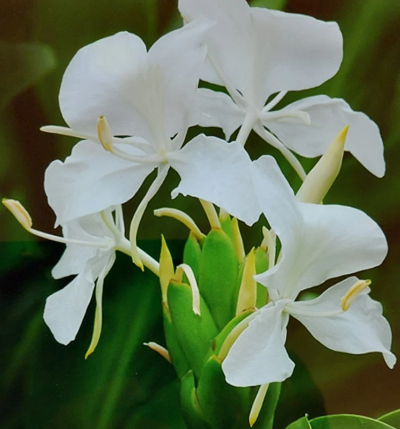 White Butterfly Ginger Lily Live Plant - Hedychium Coronarium - Fragrant - Image 1