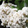 White Crape Myrtle Shrub Live Plant - 18-24" Tall, 4-inch Pot - Outdoor - Image 1