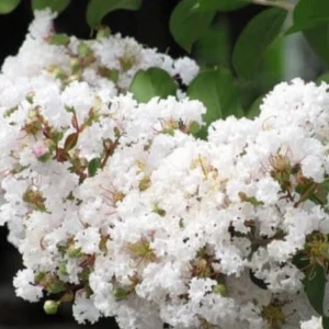 White Crape Myrtle Shrub Live Plant - 18-24" Tall, 4-inch Pot - Outdoor - Image 1
