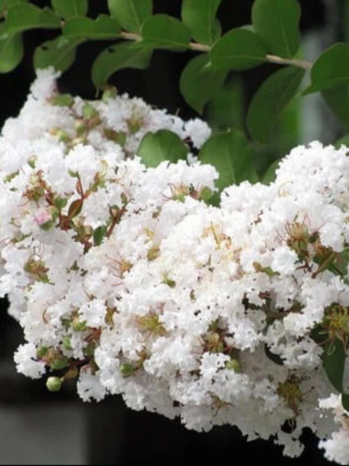White Crape Myrtle Shrub Live Plant - 18-24" Tall, 4-inch Pot - Outdoor - Image 1