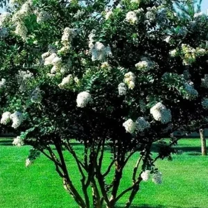 White Crape Myrtle Shrub Live Plant - 18-24" Tall, 4-inch Pot - Outdoor - Image 2