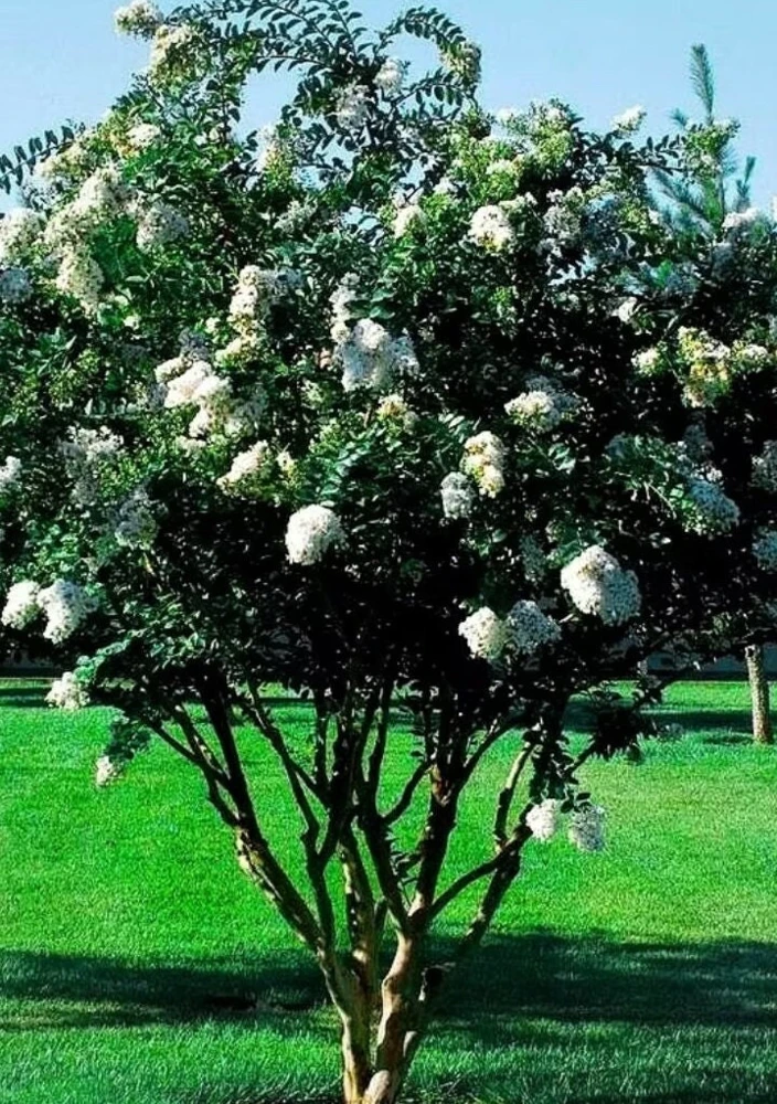 White Crape Myrtle Shrub Live Plant - 18-24" Tall, 4-inch Pot - Outdoor - Image 2
