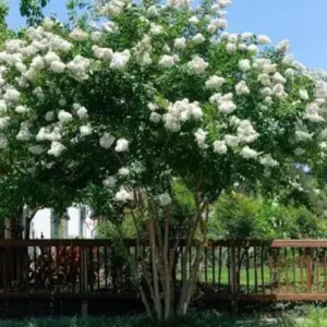 White Crape Myrtle Shrub Live Plant - 18-24