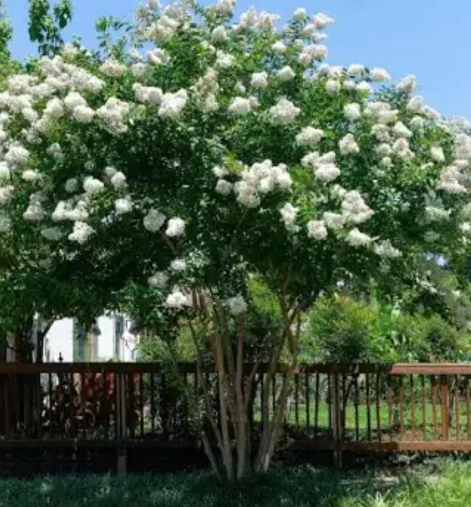 White Crape Myrtle Shrub Live Plant - 18-24" Tall, 4-inch Pot - Outdoor - Image 3