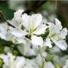White Hong Kong Orchid Tree Live Plant 12-18" Tall in 4" Pot - Image 1