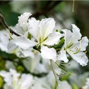 White Hong Kong Orchid Tree Live Plant 12-18