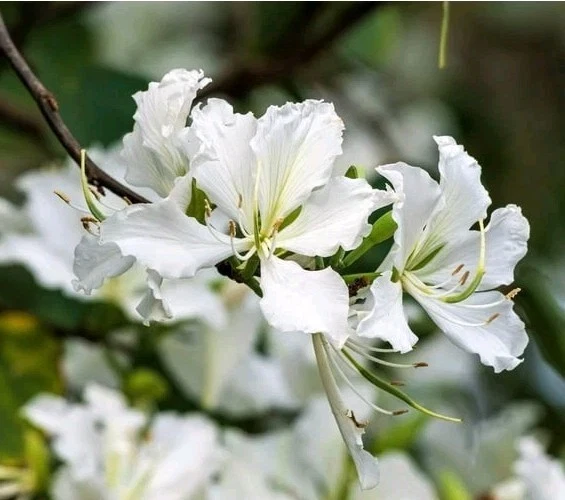 White Hong Kong Orchid Tree Live Plant 12-18" Tall in 4" Pot - Image 1