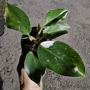 White Knight Philodendron Live Plant – Potted Houseplant – Indoor Aroid - Image 2