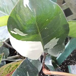 White Knight Philodendron Live Plant – Potted Houseplant – Indoor Aroid - Image 3